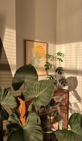  عکس گل لاله صورتی پینترستی