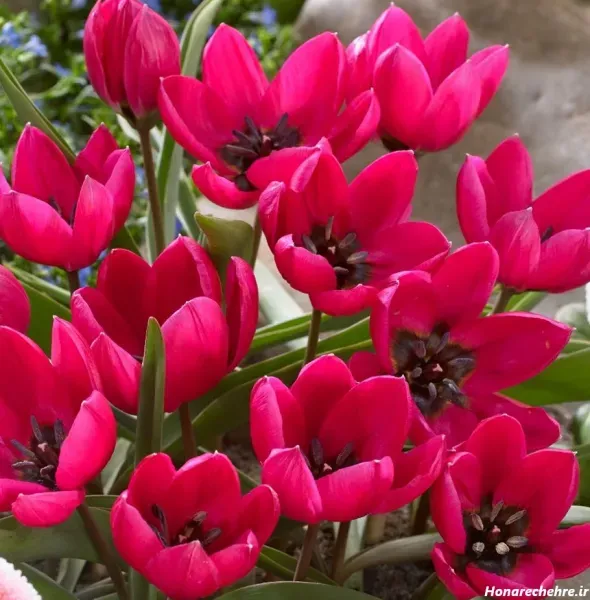 عکس گل لاله بنفش