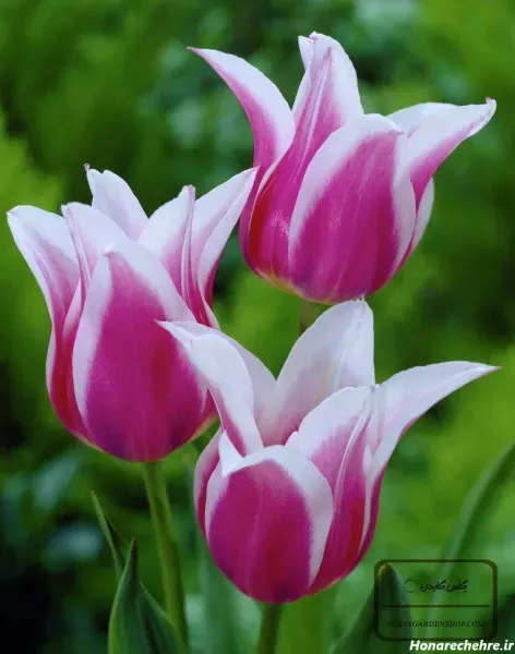 عکس گل لاله بنفش