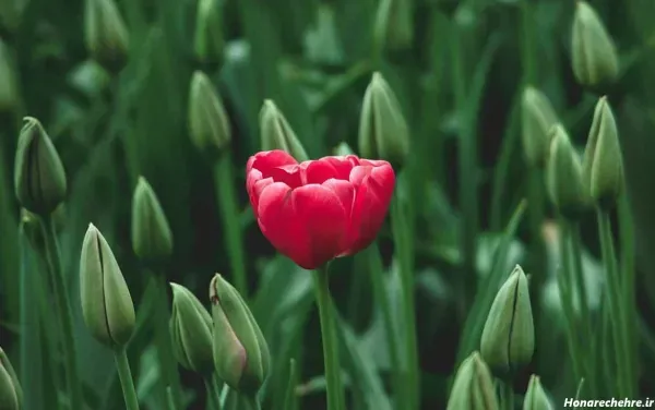 عکس گل لاله بنفش