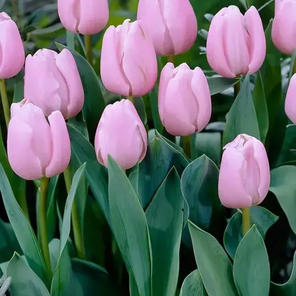 عکس گل لاله بنفش