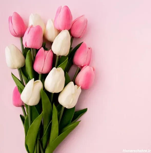 عکس گل لاله بنفش