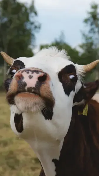 عکس گاو هلندی با کیفیت بالا