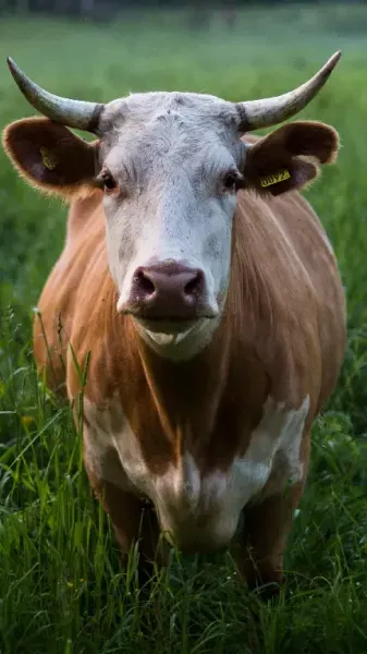  عکس گاو هلندی با کیفیت بالا