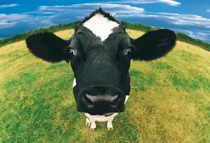  عکس گاو هلندی با کیفیت بالا