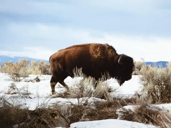  عکس گاومیش های وحشی