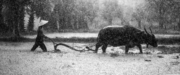  عکس بوفالو وحشی