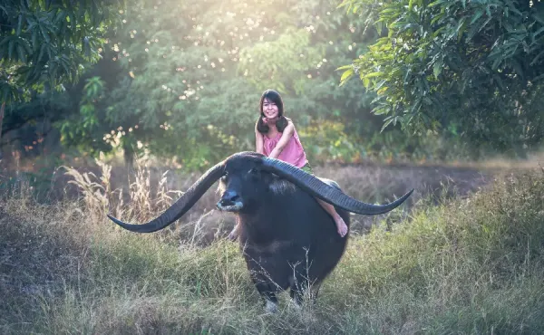  عکس بوفالو وحشی