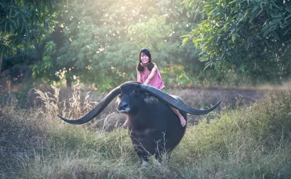  عکس بوفالو امریکایی