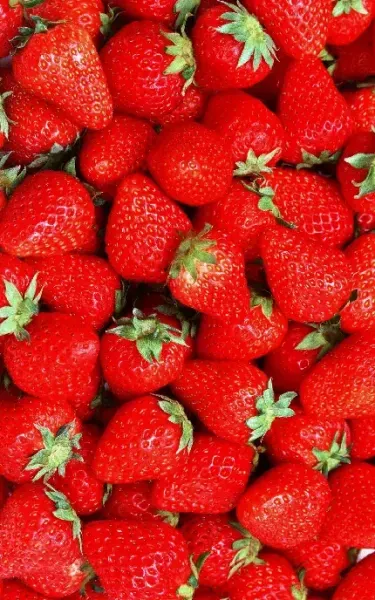 عکس آلبالو برای پروفایل