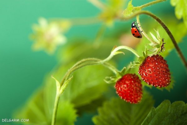 عکس توت فرنگی عروسکی