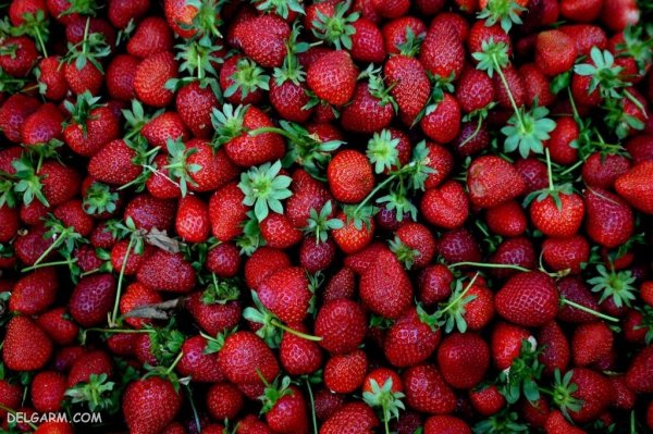 عکس توت فرنگی نقاشی