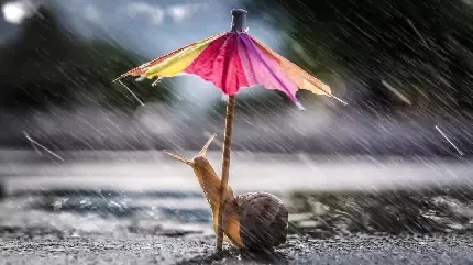  عکس چتر شیک و لاکچری