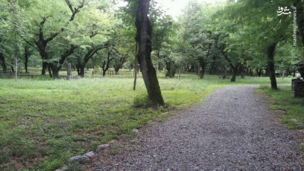  عکس از پارک