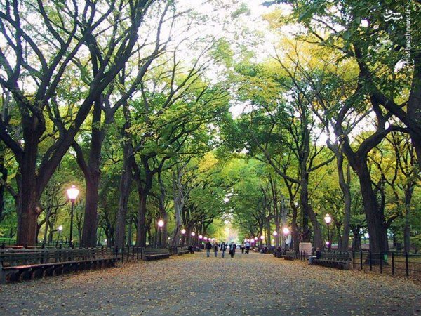  عکس از پارک