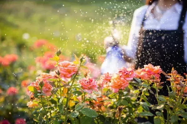  عکس های باغچه و باغبان