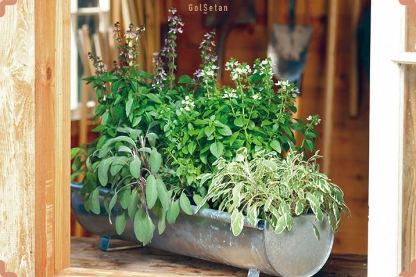  عکس های باغچه زیبا