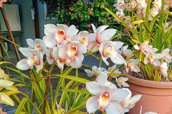  عکس های باغچه زیبا