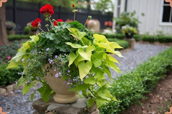  عکس های باغچه زیبا