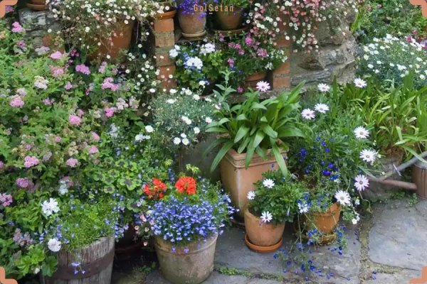  عکس های باغچه زیبا