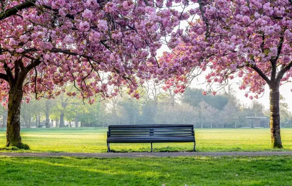 عکس باغچه برای بک گراند گوشی موبایل