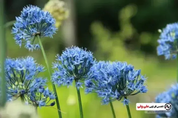 عکس باغ گل طبیعی