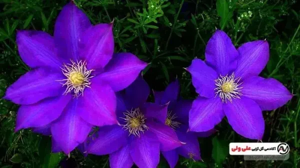 عکس باغ گل طبیعی