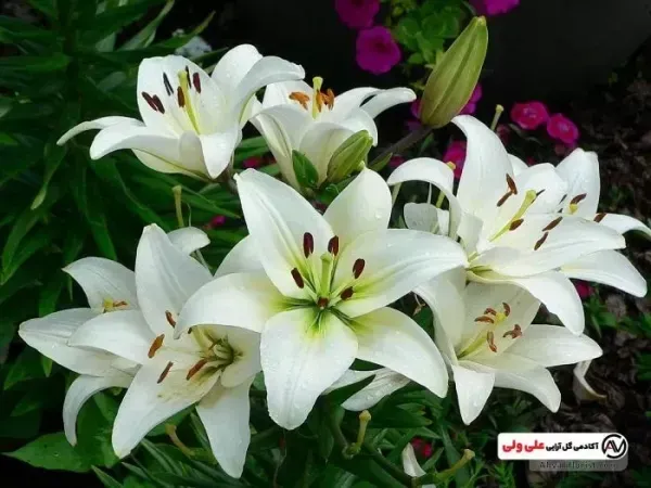 عکس باغ گل طبیعی