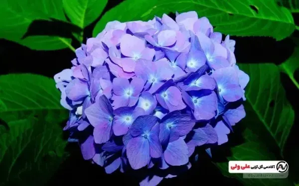 عکس باغ گل طبیعی