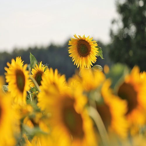 عکس باغ پر از گل برای پروفایل