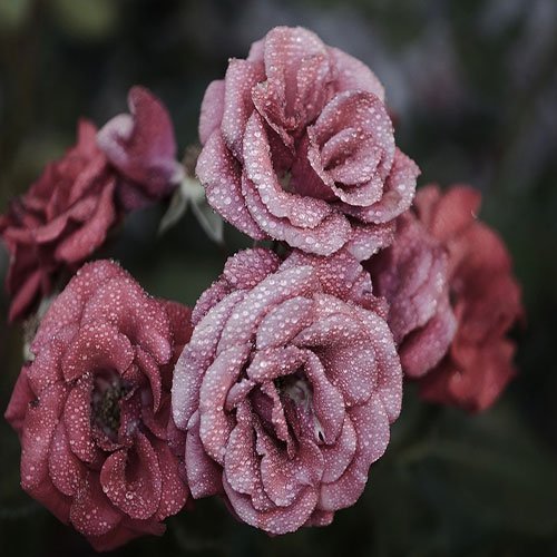 عکس گل رز قرمز برای پروفایل