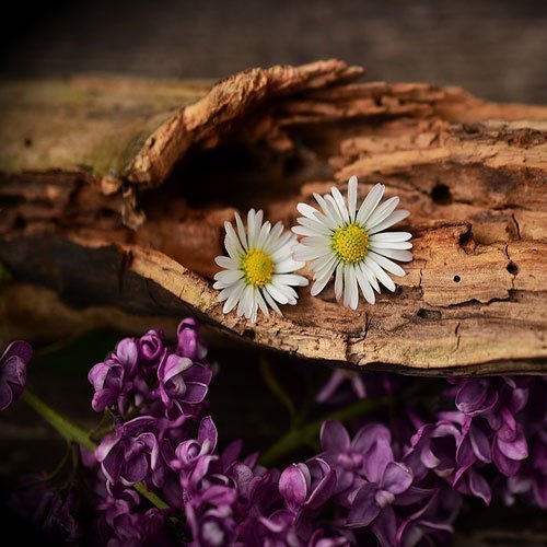 عکس گل رز قرمز برای پروفایل