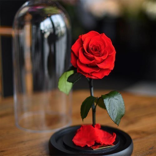  عکس باغ پر از گل برای پروفایل