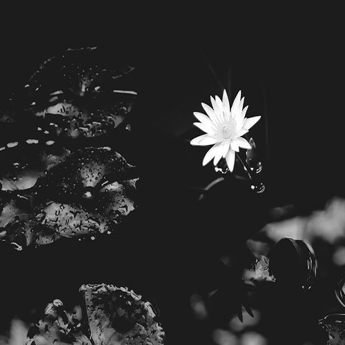  عکس باغ پر از گل برای پروفایل