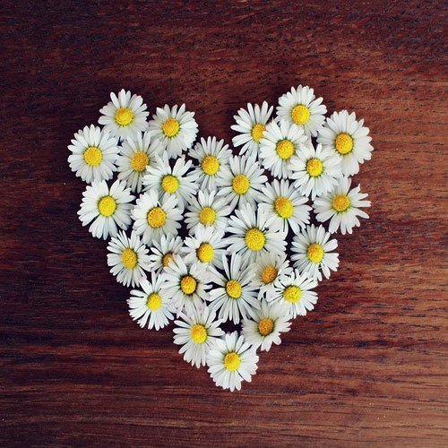  عکس باغ پر از گل برای پروفایل