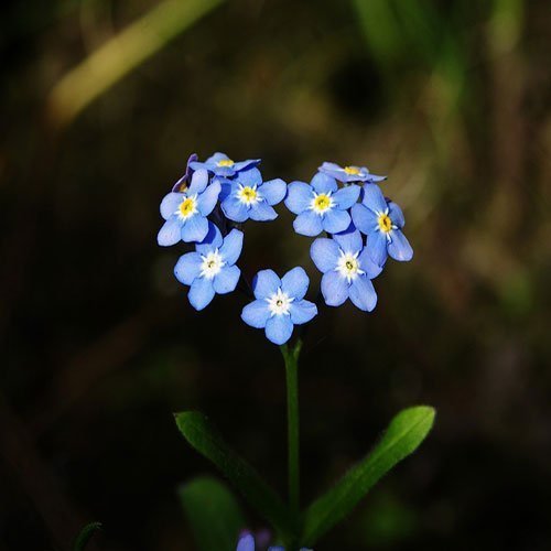  عکس باغ پر از گل برای پروفایل