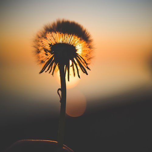  عکس باغ پر از گل برای پروفایل