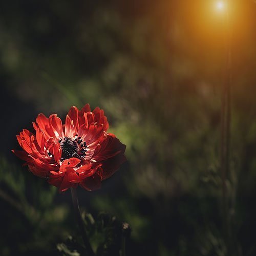  عکس باغ پر از گل برای پروفایل