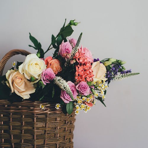 عکس گل رز قرمز برای پروفایل