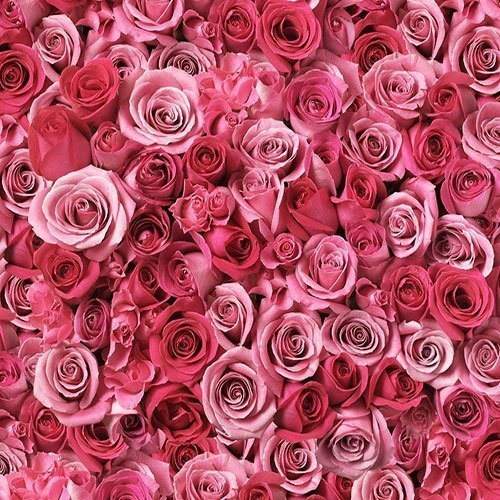 عکس گل رز قرمز برای پروفایل