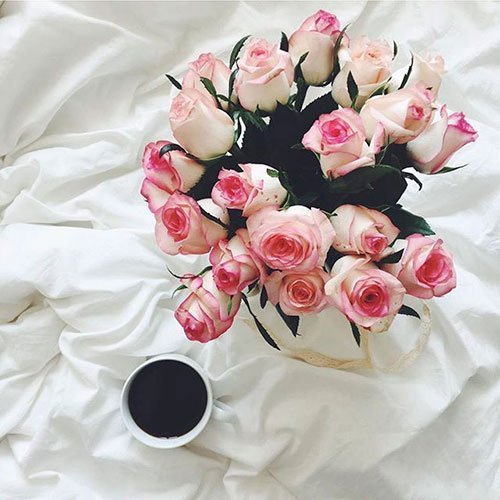 عکس گل رز قرمز برای پروفایل