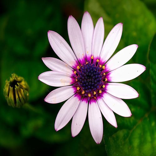 عکس گل رز قرمز برای پروفایل