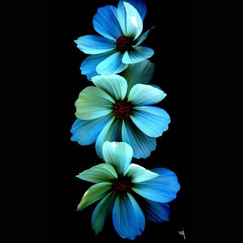 عکس گل رز واقعی