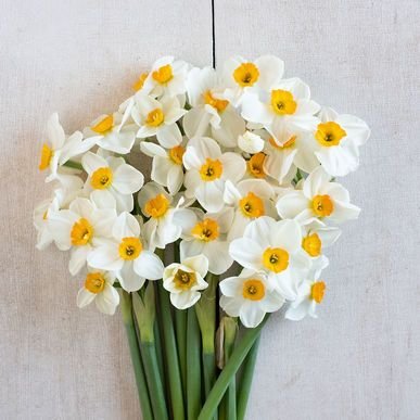 عکس گل رز واقعی