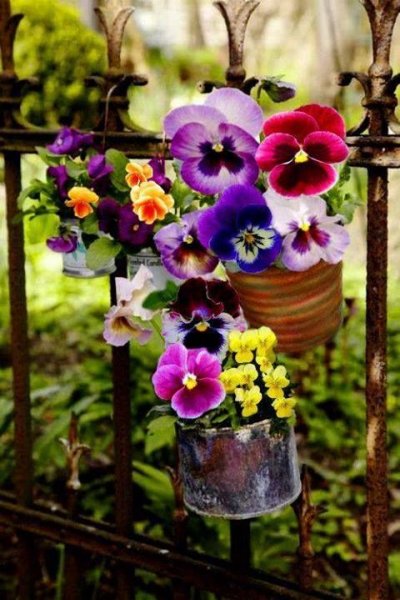 عکس گل رز واقعی