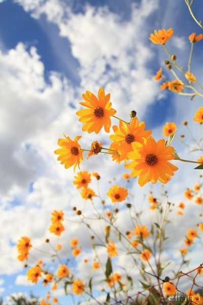 عکس گل رز واقعی