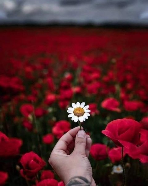 عکس گل رز واقعی