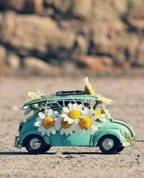  عکس گل برای پروفایل تلگرام