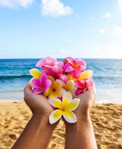  عکس گل برای پروفایل تلگرام