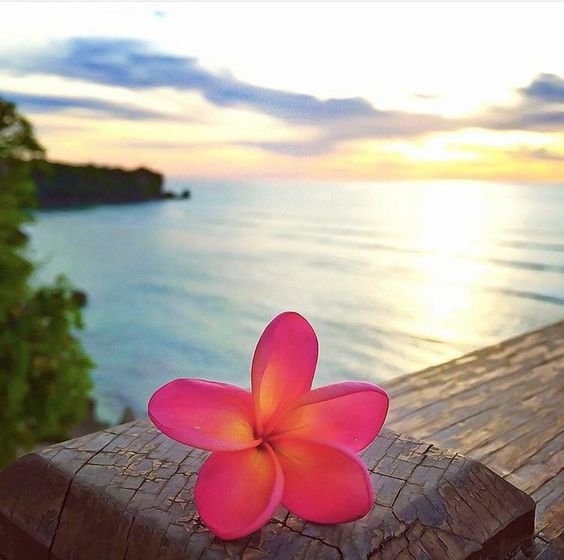 عکس گل رز واقعی